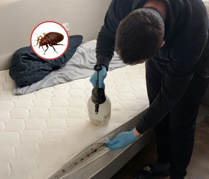 Technicien traitant un matelas contre les punaises de lit à Ozouer-le-Voulgis